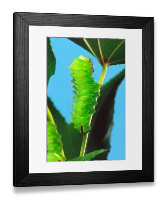 Framed Print : Polyphemus Moth Caterpillar, Antheraea polyphemus, Wide Spread US Framed Print : Polyphemus Moth Caterpillar, Antheraea polyphemus, Wide Spread US