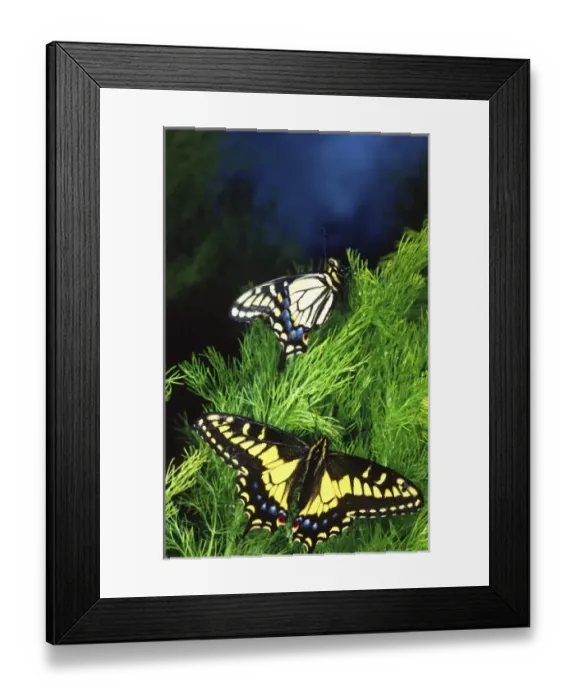 Framed Print : Anise Swallowtail Butterfly, Papilio zelicaon, Western US California