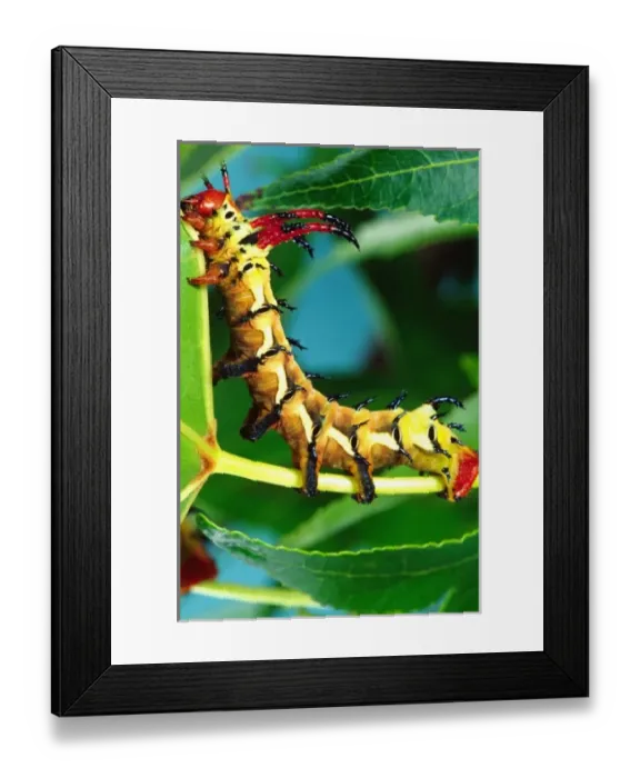 Framed Print : Hickory Horned Devil Caterpillar, Citheronia regalis, North Eastern US Framed Print : Hickory Horned Devil Caterpillar, Citheronia regalis, North Eastern US
