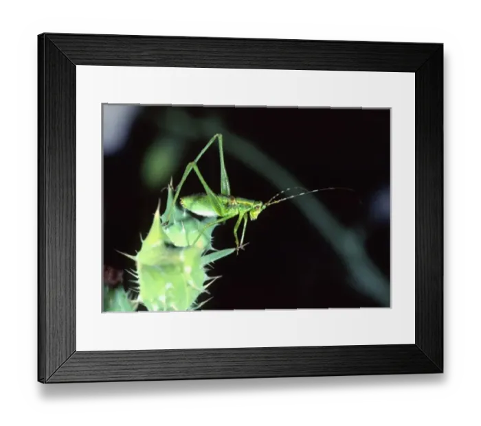 Framed Print : Nature, Fauna