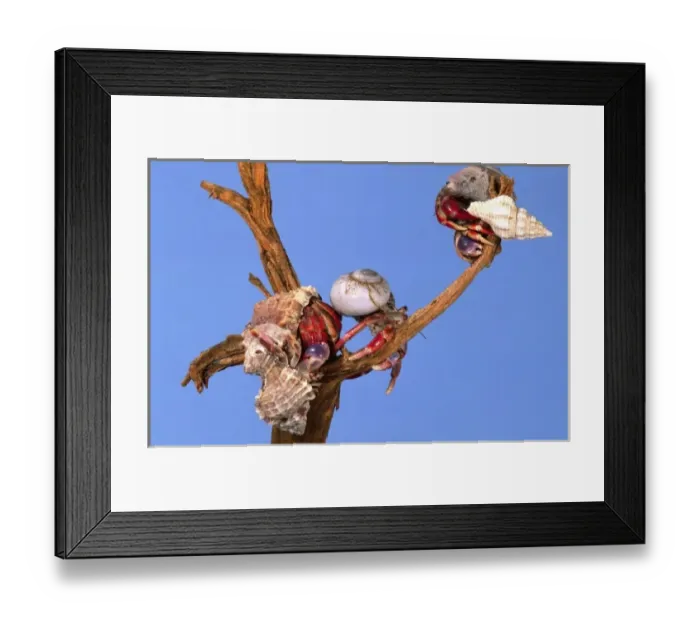 Framed Print : Land Hermit Crab, Coenobita clypeatus, Native to Florida Framed Print : Land Hermit Crab, Coenobita clypeatus, Native to Florida
