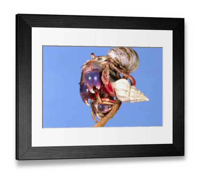 Framed Print : Land Hermit Crab, Coenobita clypeatus, Native to Florida Framed Print : Land Hermit Crab, Coenobita clypeatus, Native to Florida