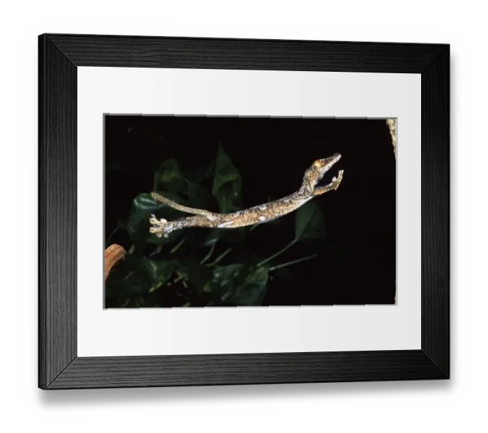 Framed Print : Giant Leaf-tail Gecko, Uroplatus fimbriatus, Native to Madagascar