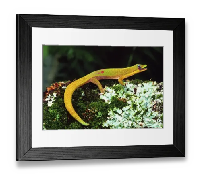 Framed Print : Nature, Fauna