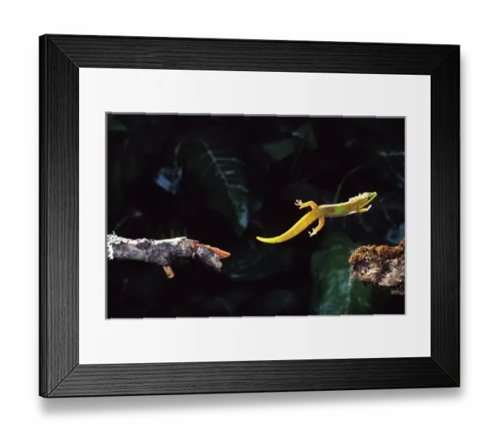 Framed Print : Nature, Fauna Framed Print : Nature, Fauna