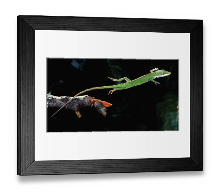 Framed Print : Carolina Anole, American Chameleon, Anolis carolinensis, Native to South Eastern US Framed Print : Carolina Anole, American Chameleon, Anolis carolinensis, Native to South Eastern US