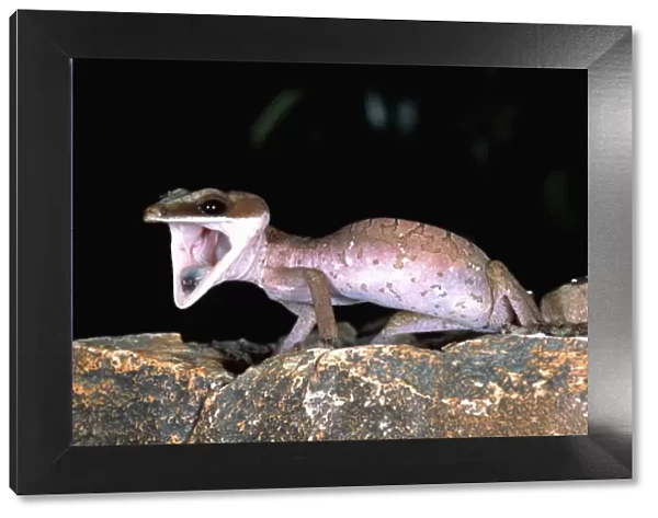 Malaysian Cat Gecko, Aeluroscalabotes felinus, Native to Malaysia