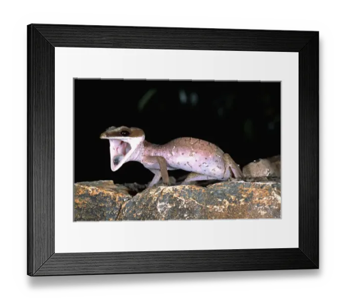 Framed Print : Malaysian Cat Gecko, Aeluroscalabotes felinus, Native to Malaysia Framed Print : Malaysian Cat Gecko, Aeluroscalabotes felinus, Native to Malaysia