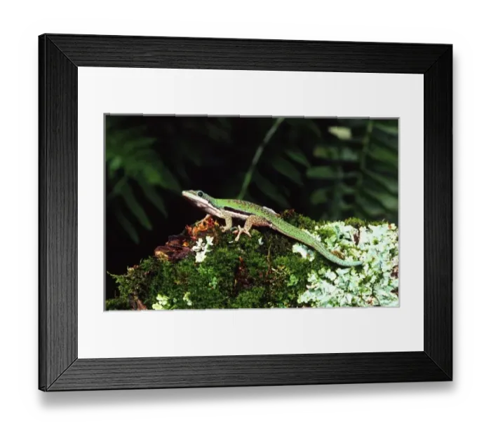 Framed Print : Nature, Fauna Framed Print : Nature, Fauna