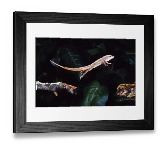 Framed Print : Bahama Brown Anole, Anolis sagrei, Native to South Eastern US, Bahamas