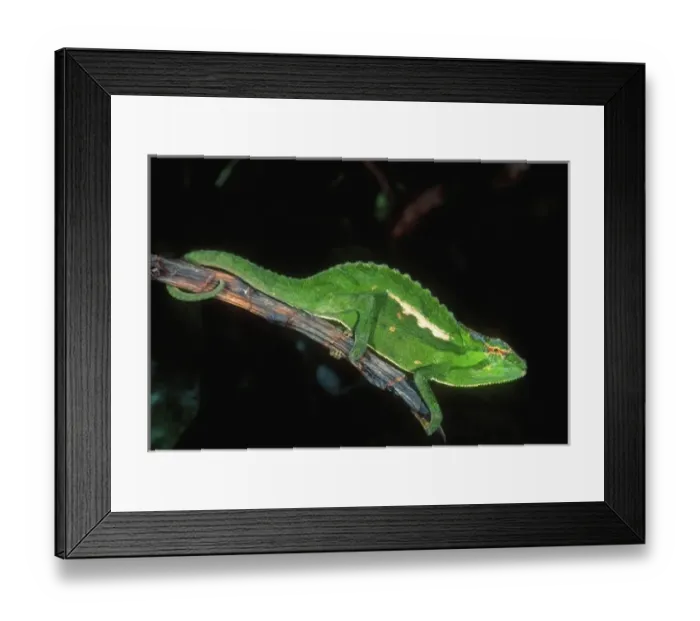 Framed Print : Wiedersheims Chameleon, Chamaeleo wiedersheimi, Native to Camerouns Framed Print : Wiedersheims Chameleon, Chamaeleo wiedersheimi, Native to Camerouns