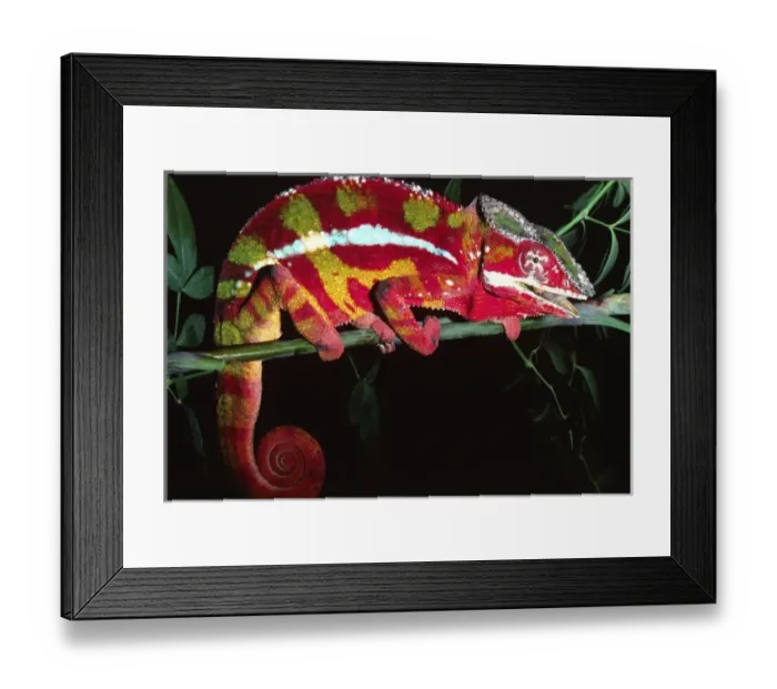 Framed Print : Red Phase Panther Chameleon, Furcifer pardalis, Native to Madagascar Framed Print : Red Phase Panther Chameleon, Furcifer pardalis, Native to Madagascar