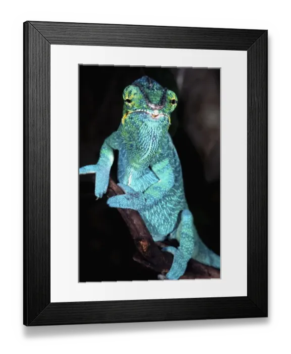 Framed Print : Nosy Be Blue Phase Panther Chameleon, Fucifer pardalis, Native to Madagascar Framed Print : Nosy Be Blue Phase Panther Chameleon, Fucifer pardalis, Native to Madagascar