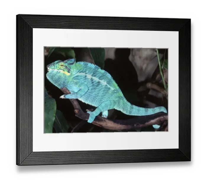 Framed Print : Nosy Be Blue Phase Panther Chameleon, Furcifer pardalis, Native to Madagascar Framed Print : Nosy Be Blue Phase Panther Chameleon, Furcifer pardalis, Native to Madagascar
