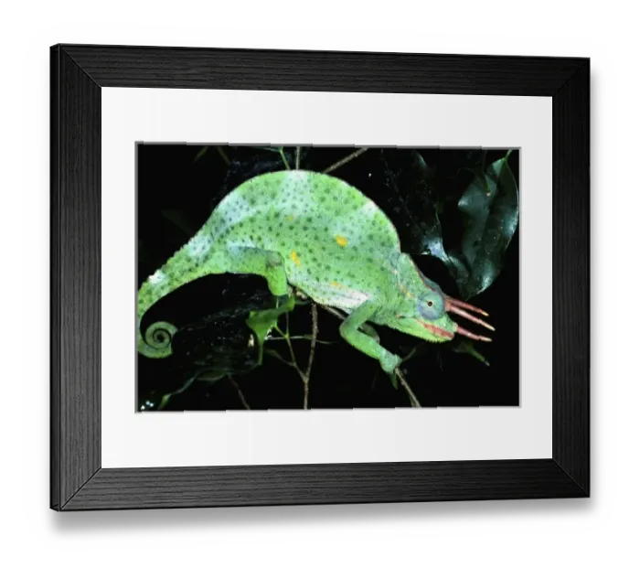 Framed Print : Three-horned Mountain Chameleon, Chamaeleo deremensis, Native to Camerouns Framed Print : Three-horned Mountain Chameleon, Chamaeleo deremensis, Native to Camerouns