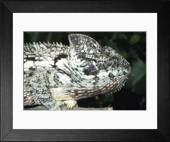 Framed Print : Nature, Fauna Framed Print : Nature, Fauna