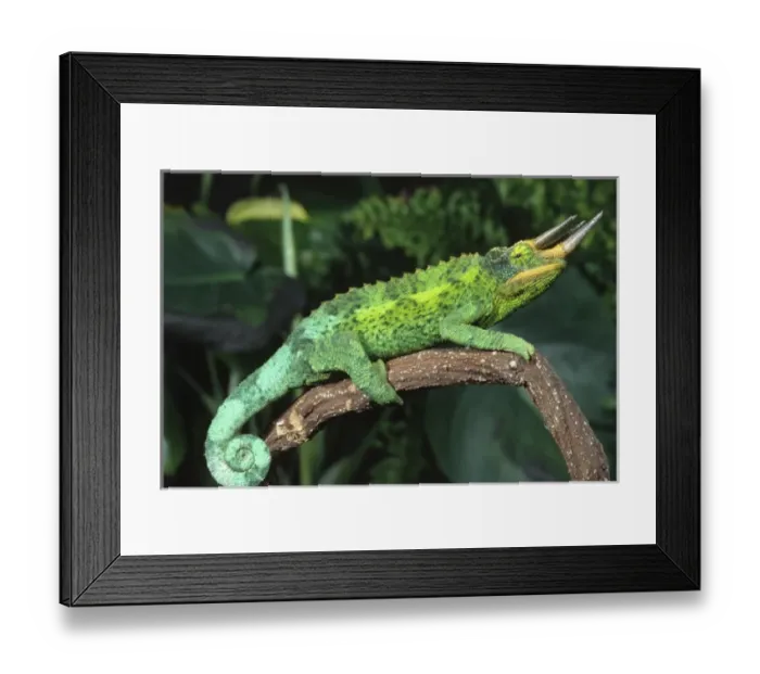 Framed Print : Nature, Fauna Framed Print : Nature, Fauna