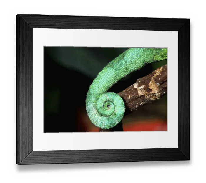 Framed Print : Jacksons Chameleon Tail, Chamaeleo jacksoni, Native to Eastern Africa Framed Print : Jacksons Chameleon Tail, Chamaeleo jacksoni, Native to Eastern Africa