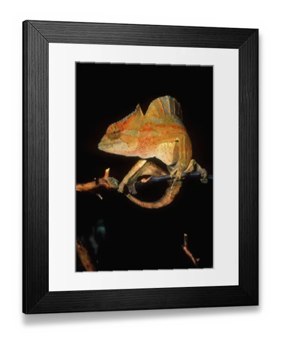 Framed Print : Crested Chameleon Framed Print : Crested Chameleon