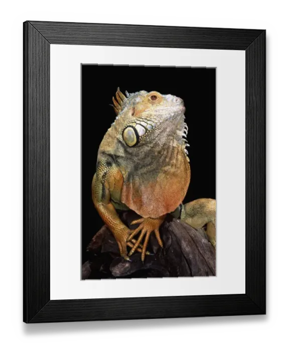 Framed Print : Green Iguana (Adult Male), Iguana iguana, Native to Central & South America Framed Print : Green Iguana (Adult Male), Iguana iguana, Native to Central & South America