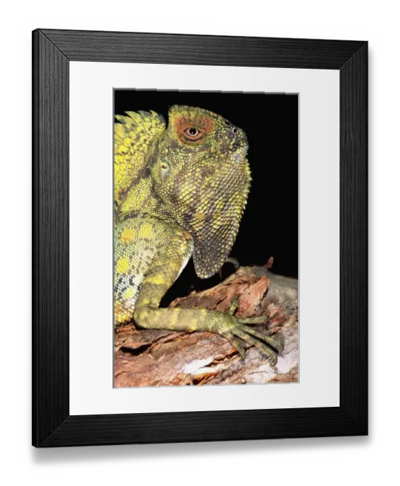 Framed Print : Nature, Fauna Framed Print : Nature, Fauna