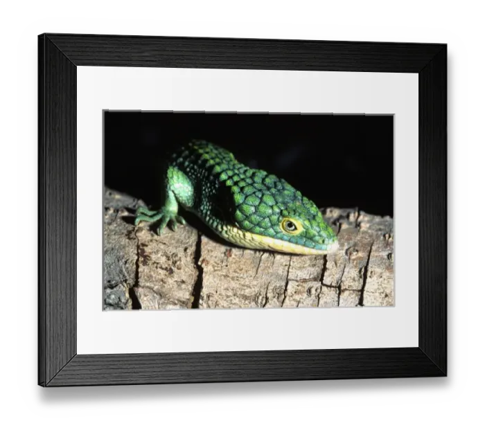 Framed Print : Nature, Fauna Framed Print : Nature, Fauna