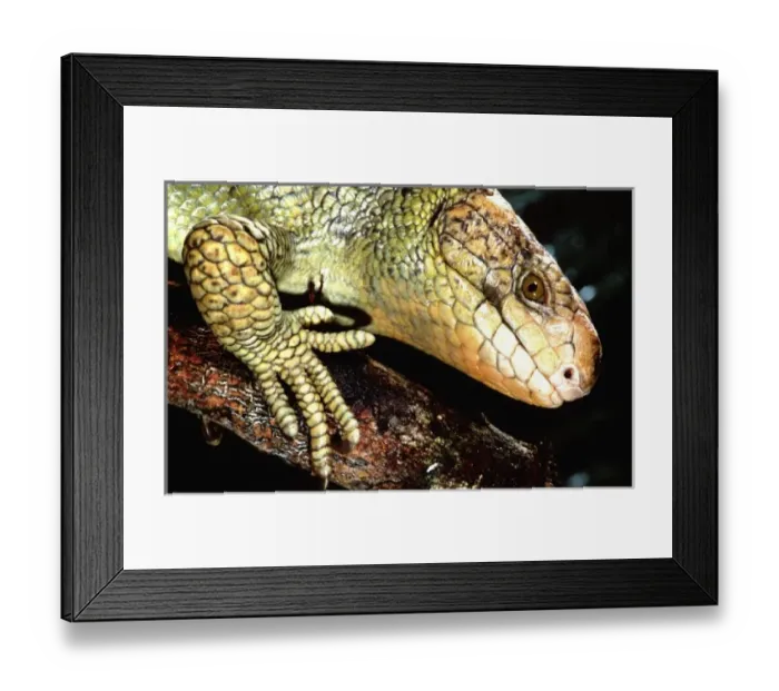 Framed Print : Nature, Fauna Framed Print : Nature, Fauna