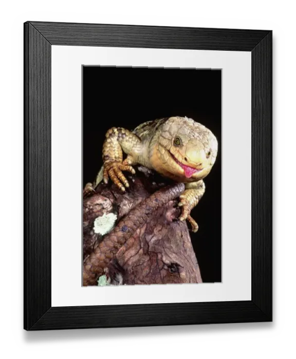 Framed Print : Prehensile Tail Skink, Corucia zebrata, Native to Solomon Islands Framed Print : Prehensile Tail Skink, Corucia zebrata, Native to Solomon Islands