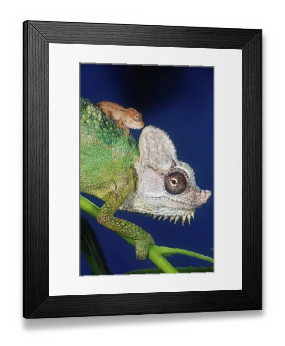 Framed Print : Nature, Fauna Framed Print : Nature, Fauna