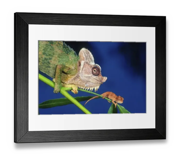 Framed Print : Nature, Fauna Framed Print : Nature, Fauna