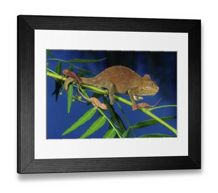 Framed Print : High Casque Chameleon (Female) w / young, Chamaeleo honeli, Native to Eastern Africa Framed Print : High Casque Chameleon (Female) w / young, Chamaeleo honeli, Native to Eastern Africa