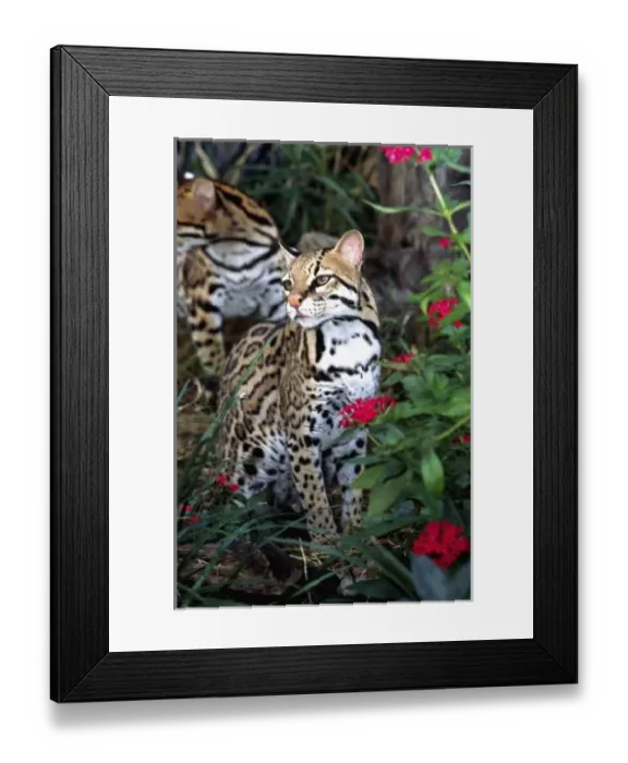 Framed Print : Ocelot, Felis pardalis, Mexico through Cebtral America (Wild Cat Rescue) Framed Print : Ocelot, Felis pardalis, Mexico through Cebtral America (Wild Cat Rescue)