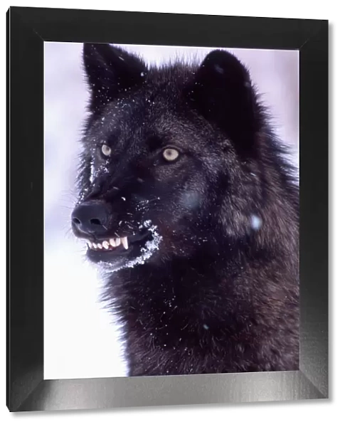 Black Timber Wolf Snarling, Canus lupus, Movie Animal, Utah