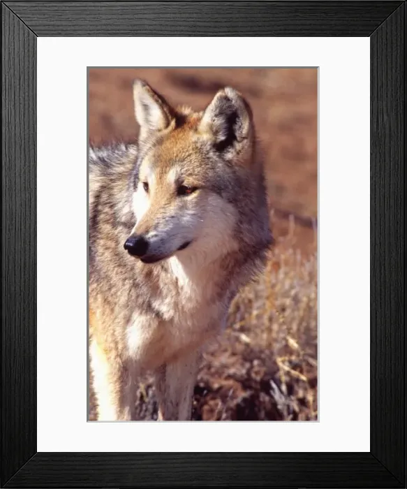 Framed Print : Mexican Wolf, Canis lupus, Native to Mexico, Zoo Animal