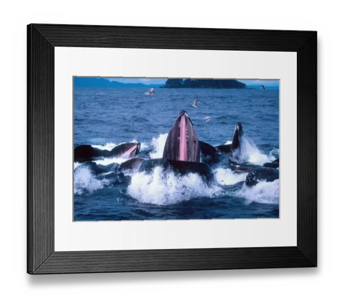 Framed Print : Group of Humpback Whales Bubble Net or Lunge Feeding, Megaptera novaeangilae, Frederick Sound Framed Print : Group of Humpback Whales Bubble Net or Lunge Feeding, Megaptera novaeangilae, Frederick Sound