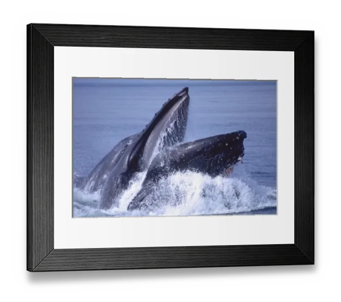 Framed Print : Humpback Whale Lunge feeding Close-up, Megaptera novaeangilae, Frederick Sound, Alaska Framed Print : Humpback Whale Lunge feeding Close-up, Megaptera novaeangilae, Frederick Sound, Alaska