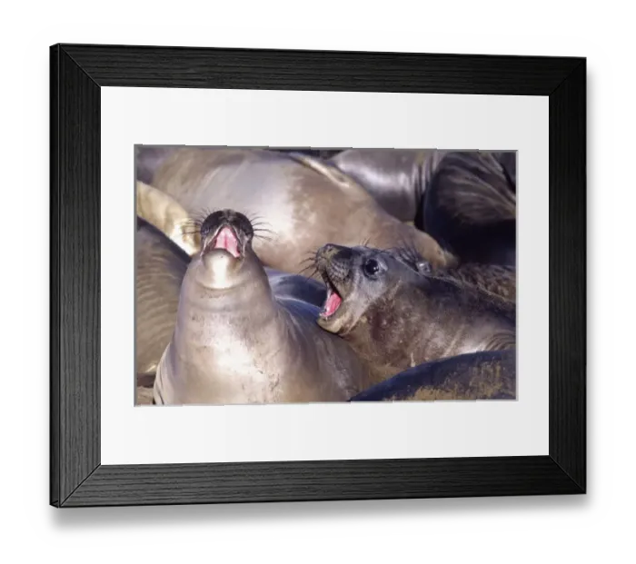 Framed Print : Female Elephant Seals, Mirounga angustirostris, Piedras Blancas, Central California