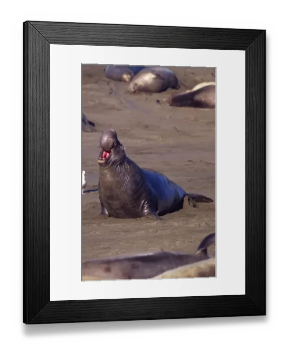 Framed Print : Male Elephant Seal Calling, Mirounga angustirostris, Piedras Blancas, Central California Framed Print : Male Elephant Seal Calling, Mirounga angustirostris, Piedras Blancas, Central California