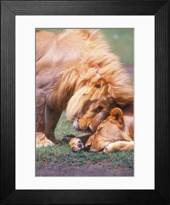 Framed Print : Nature, Fauna Framed Print : Nature, Fauna