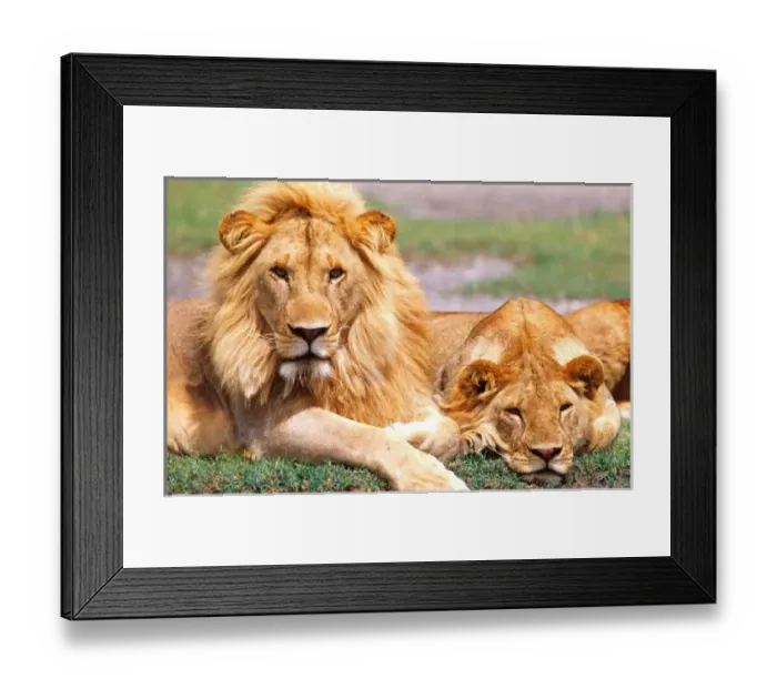 Framed Print : African Lion Pair Framed Print : African Lion Pair