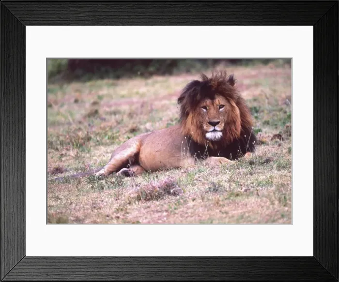 Framed Print : Male Lion after a large meal, Panthera leo, Tanzania, Africa