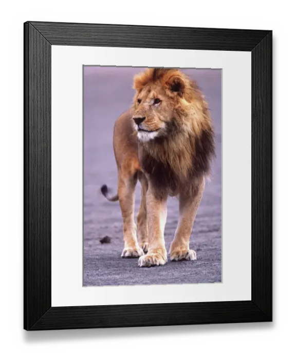 Framed Print : Male Lion on dry lake bed, Panthera leo, Tanzania Africa Framed Print : Male Lion on dry lake bed, Panthera leo, Tanzania Africa