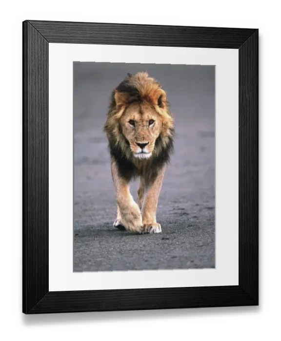Framed Print : Male Lion on dry lake bed, Panthera leo, Tanzania Africa