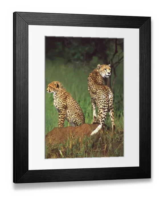 Framed Print : Cheetah with juvenile, Acinonyx jubatus, Tanzania Africa