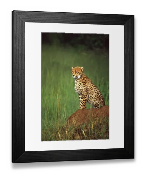 Framed Print : Juvenile Cheetah on the Look Out, Acinonyx jubatus, Tanzania Africa 2005