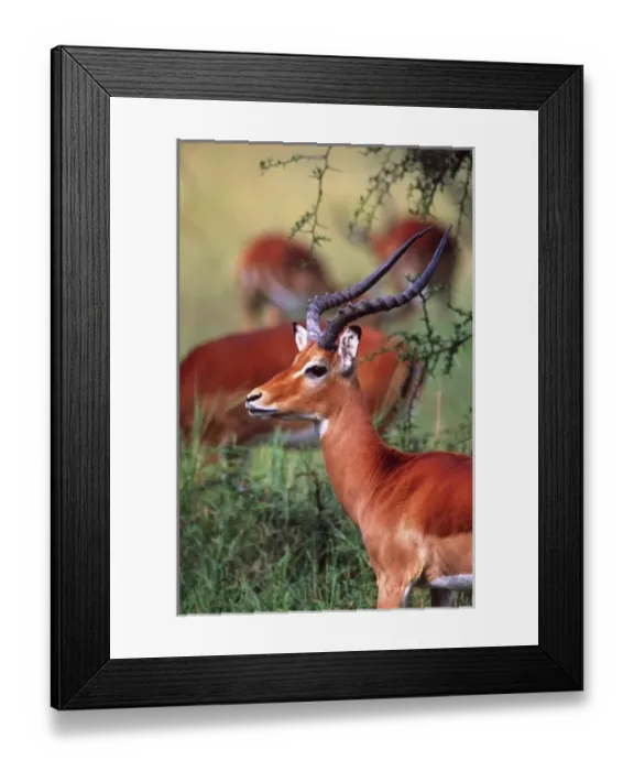 Framed Print : Impala, Aepyceros melampus, Tanzania Africa 2005 Framed Print : Impala, Aepyceros melampus, Tanzania Africa 2005
