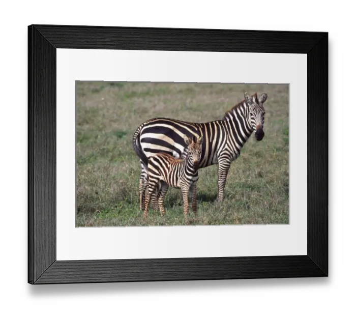 Framed Print : Nature, Fauna