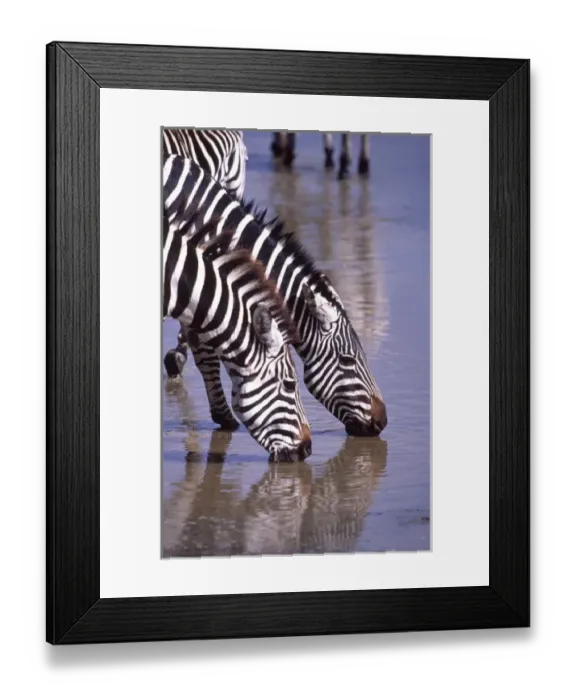 Framed Print : Zebras at the Water Hole, Equus quagga, Tanzania Africa 2005