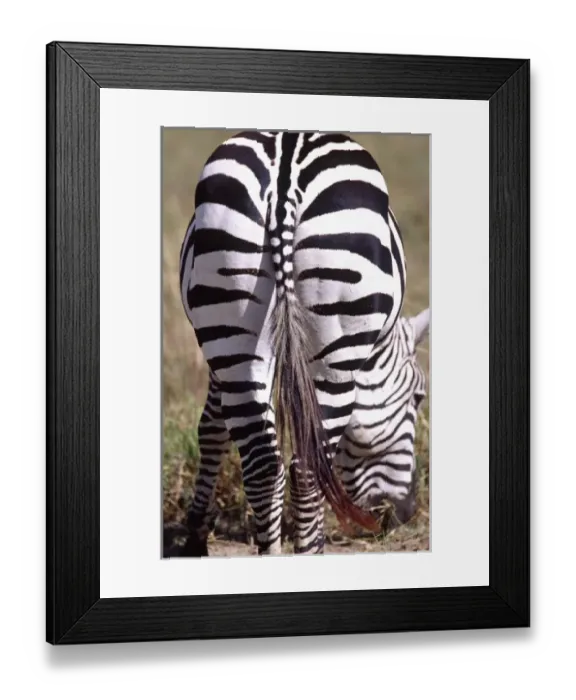 Framed Print : Nature, Fauna Framed Print : Nature, Fauna