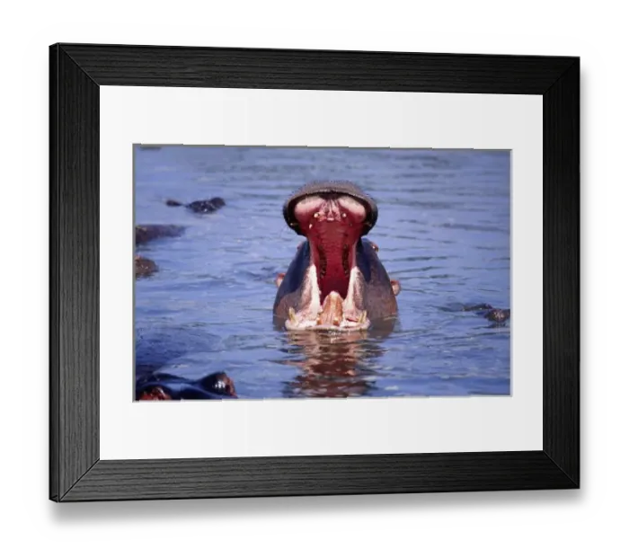 Framed Print : Hippos with mouth agape, Hippopotamus amphibius, Tanzania Africa Framed Print : Hippos with mouth agape, Hippopotamus amphibius, Tanzania Africa